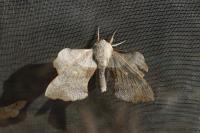 Laothoe populi