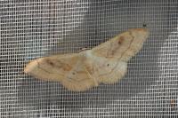 Idaea rubraria