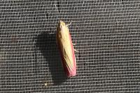 Oncocera semirubella