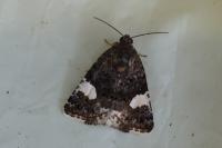 Tyta luctuosa