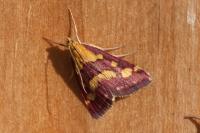 Pyrausta purpuralis