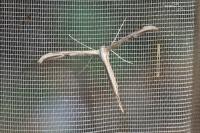Emmelina monodactyla