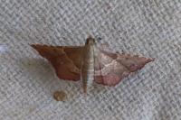 Endotricha flammealis
