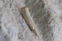 Agriphila straminella
