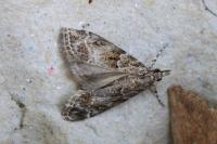 Eudonia mercurella