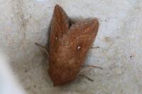 Mythimna albipuncta