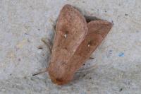 Mythimna ferrago
