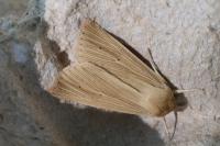 Mythimna pallens