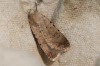 Caradrina clavipalpis