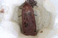 Noctua pronuba