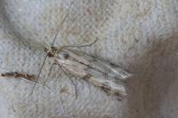Homoeosoma sinuella