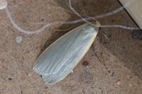 Collita griseola