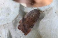 Noctua janthe/janthina