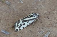Emmelia trabealis