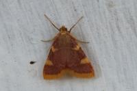 Hypsopygia costalis