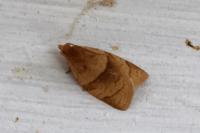 Clepsis rurinana