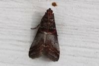 Acrobasis advenella