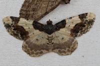 Ligdia adustata