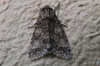 Acronicta megacephala