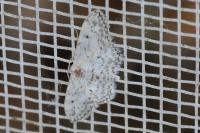 Idaea seriata