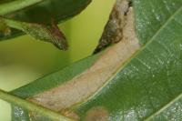Phyllonorycter klemannella