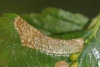 Phyllonorycter klemannella