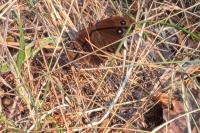 Minois dryas