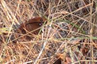 Minois dryas