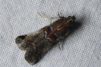 Acrobasis suavella