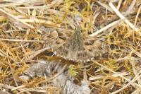 Carcharodus alceae