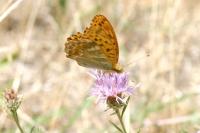 Argynnis paphia
