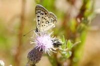 Lycaena tityrus
