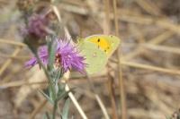 Colias crocea