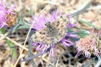Carcharodus alceae