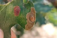 Tischeria dodonaea