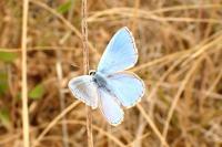 Lysandra bellargus