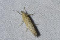 Pediasia