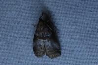 Acrobasis advenella