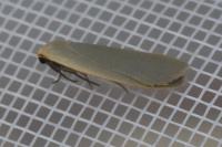 Collita griseola