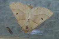 Crocallis elinguaria