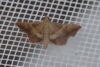 Endotricha flammealis