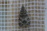 Eudonia mercurella