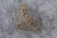 Idaea dimidiata