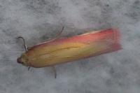 Oncocera semirubella