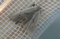 Pelosia muscerda