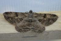 Peribatodes rhomboidaria