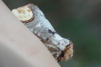 Phalera bucephala