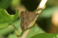 Pyrausta despicata