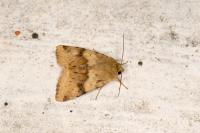 Heliothis viriplaca