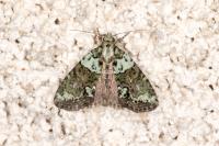 Cryphia algae
